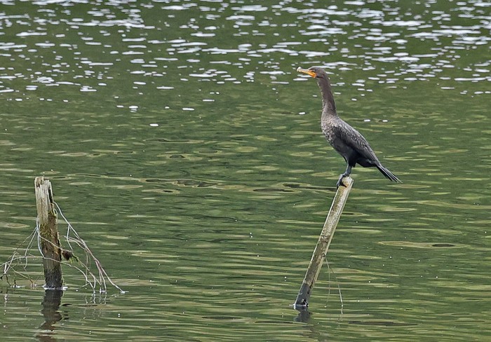Double-crested Cormorant