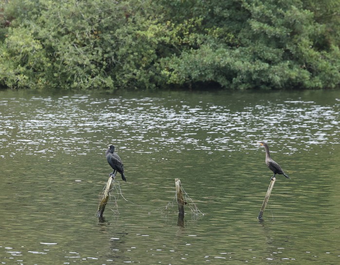 Double-crested Cormorant