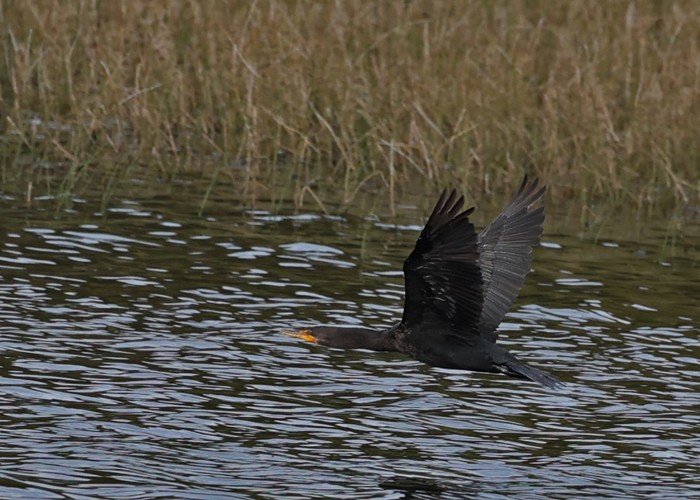 Double-crested Cormorant