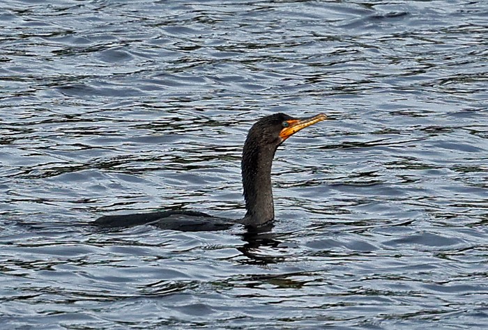 Double-crested Cormorant