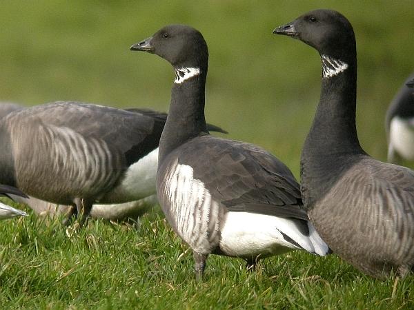 Black Brant
