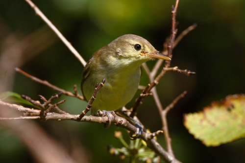 Melodious Warbler