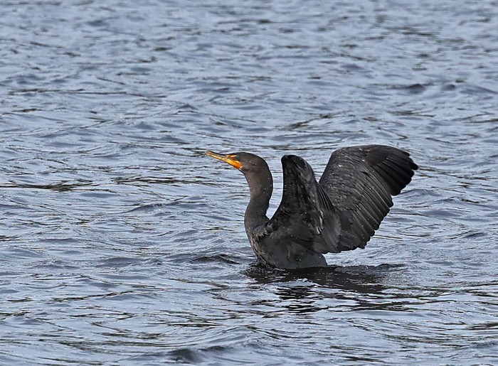 Double-crested Cormorant