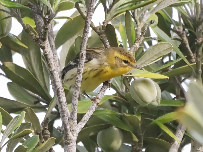 Blackburnian Warbler
