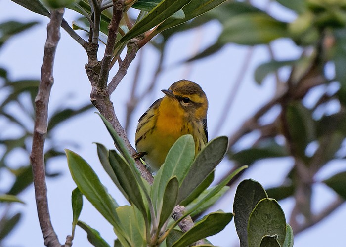 Blackburnian Warbler