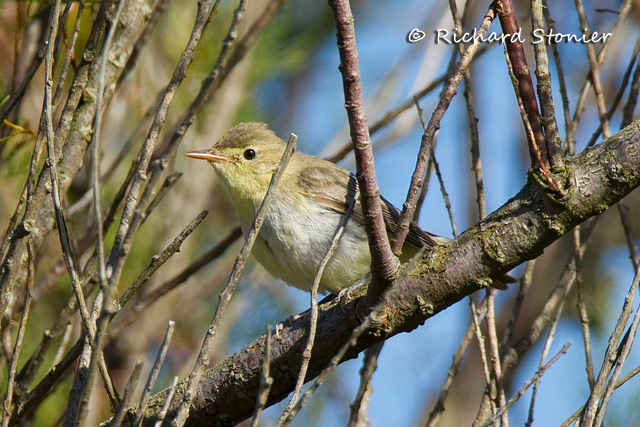 Icterine Warbler