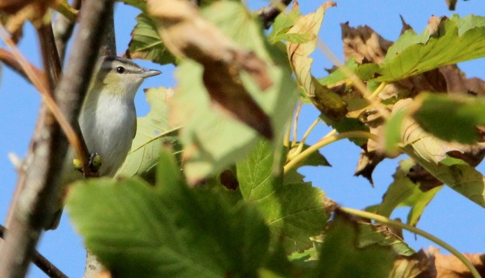 Red-eyed Vireo