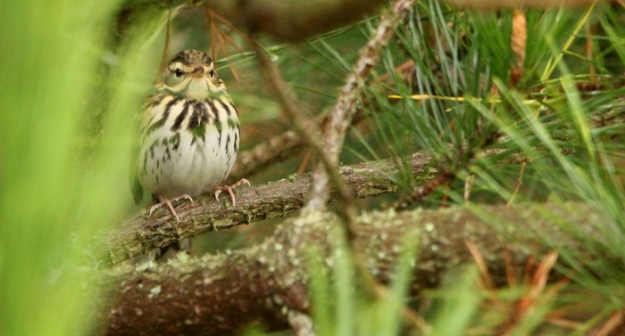 Olive-backed Pipit