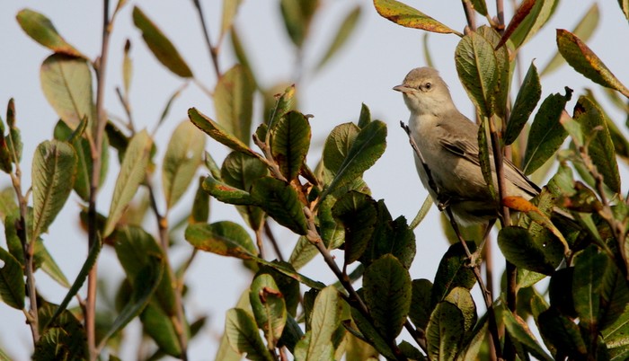 Barred Warbler