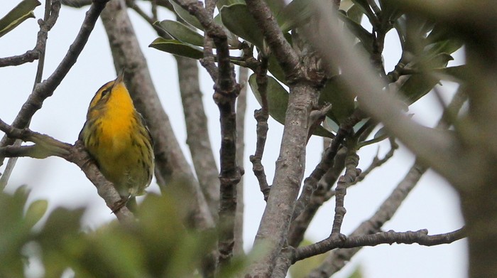 Blackburnian Warbler