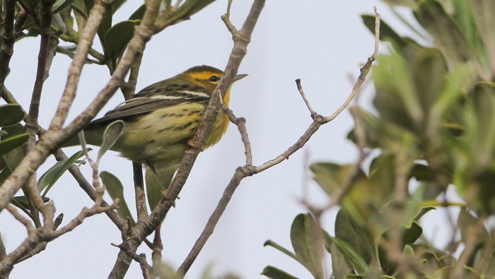 Blackburnian Warbler