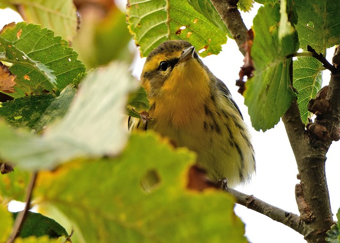 Blackburnian Warbler
