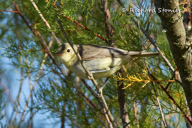 Icterine Warbler