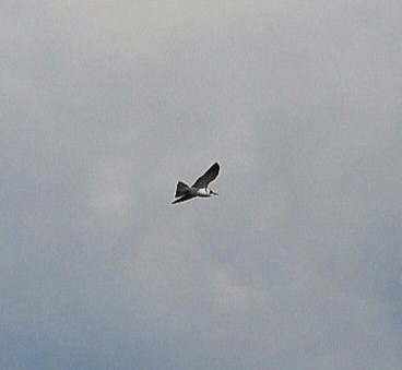 Black Tern