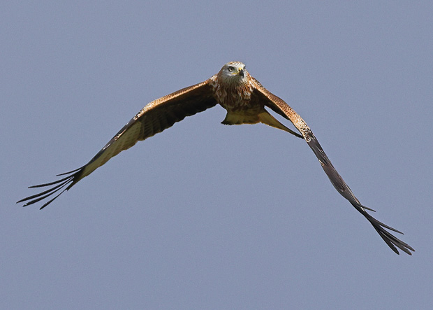 Red Kite