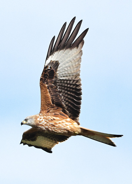 Red Kite