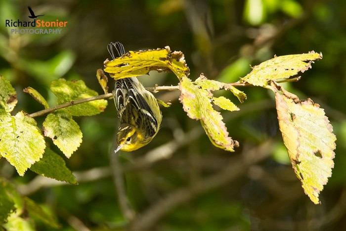 Blackburnian Warbler