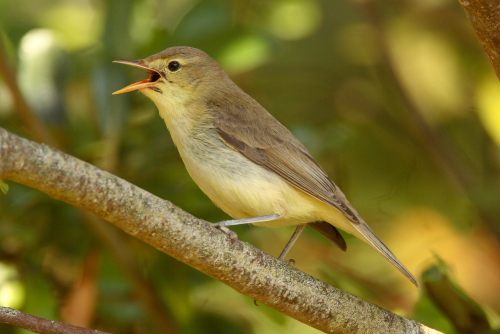Melodious Warbler
