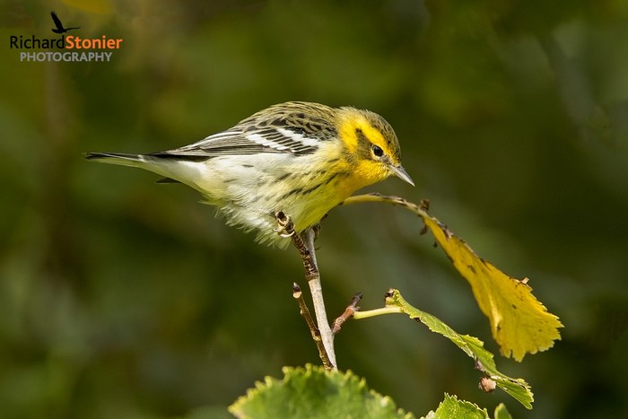 Blackburnian Warbler