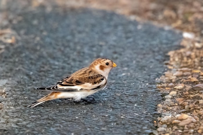 Snow Bunting