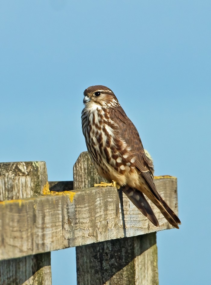 Merlin