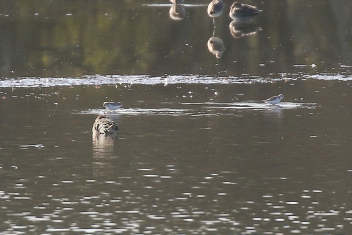Little Stint