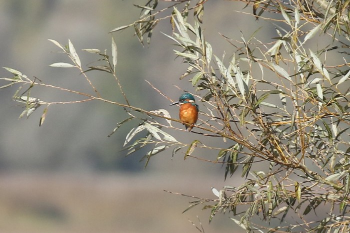 Kingfisher