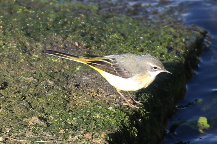 Grey Wagtail