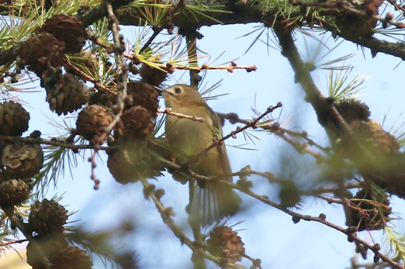 Goldcrest