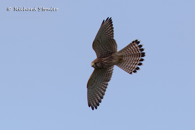 Kestrel