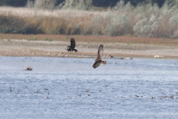 Marsh Harrier