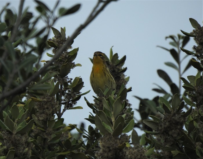 Blackburnian Warbler