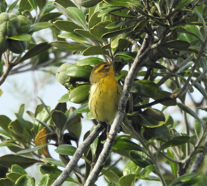 Blackburnian Warbler