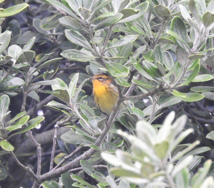 Blackburnian Warbler