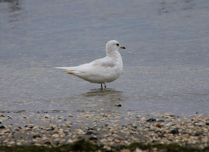 Common Gull