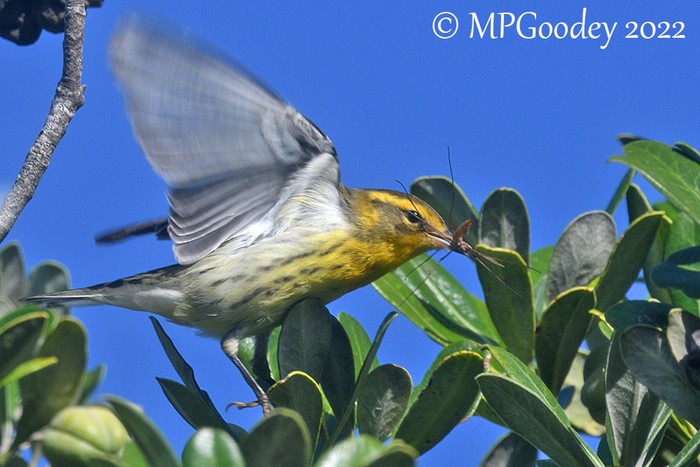 Blackburnian Warbler
