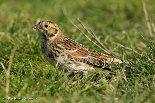 Lapland Bunting