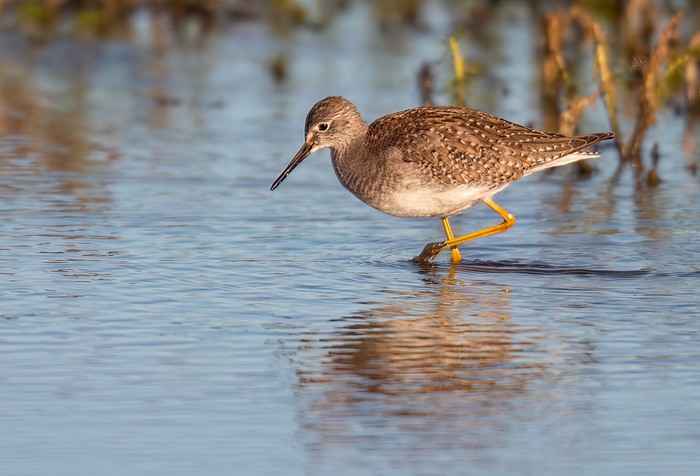 Lesser Yellowlegs