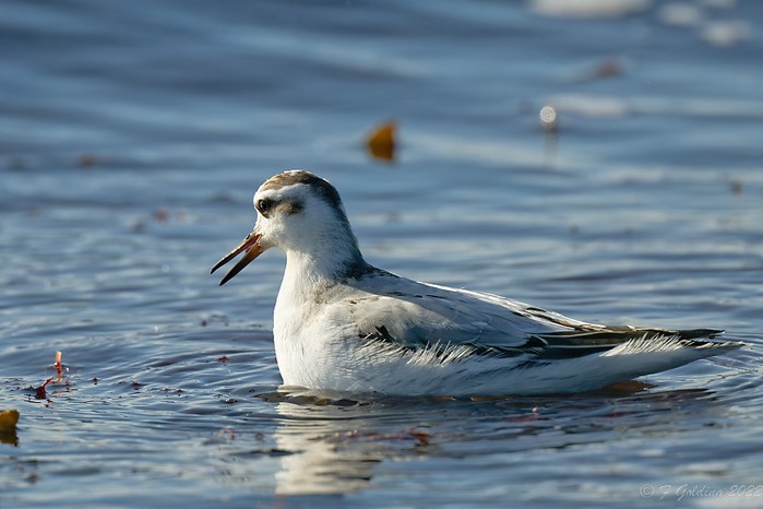 Grey Phalarope