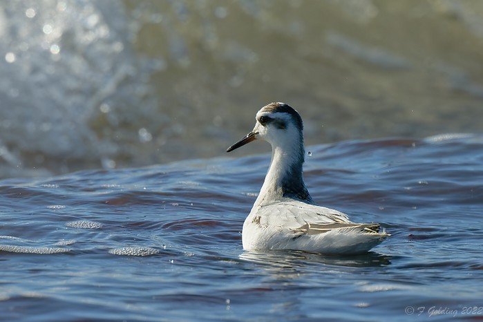 Grey Phalarope