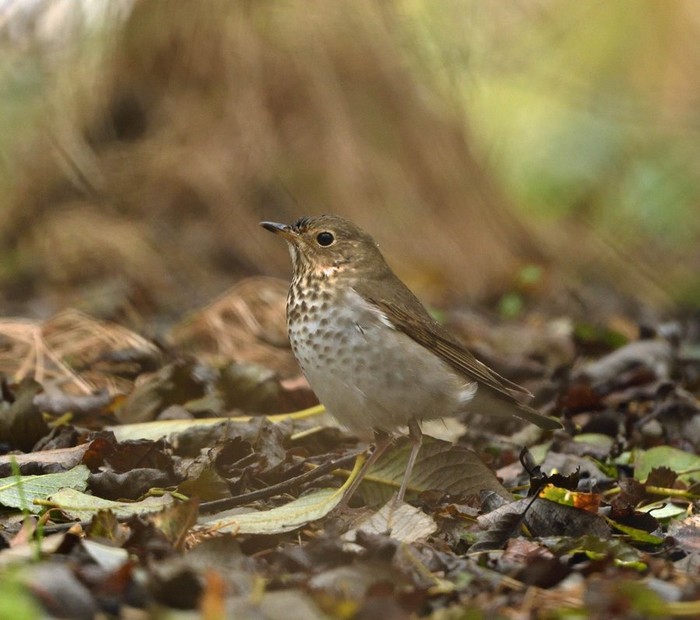 Swainson's Thrush