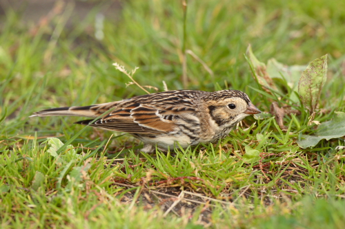 Lapland Bunting