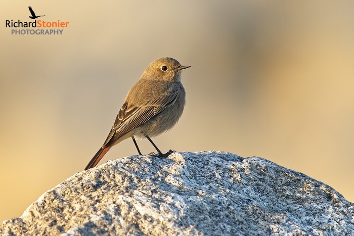 Black Redstart