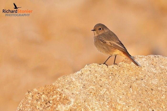 Black Redstart