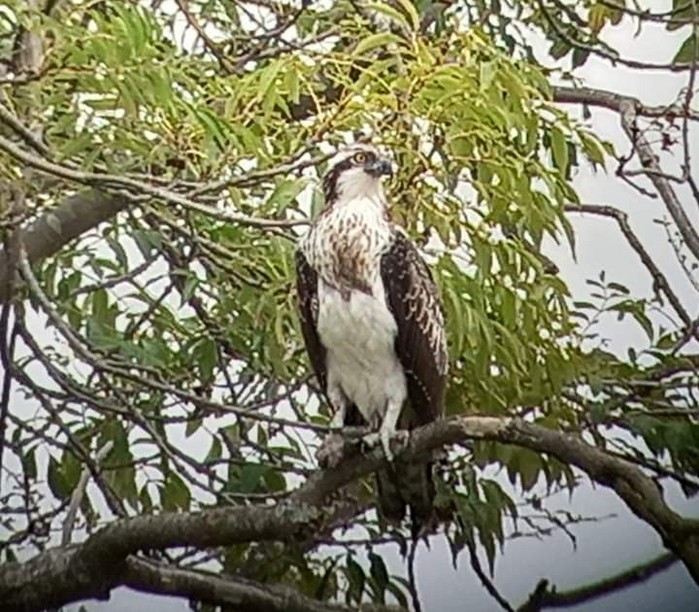 Osprey