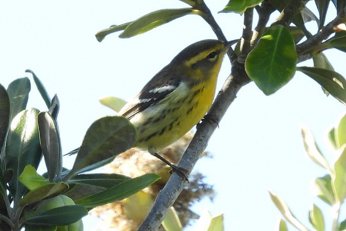 Blackburnian Warbler