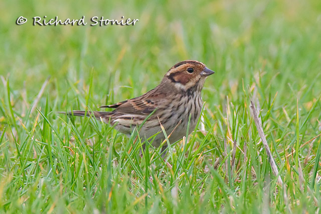 Little Bunting