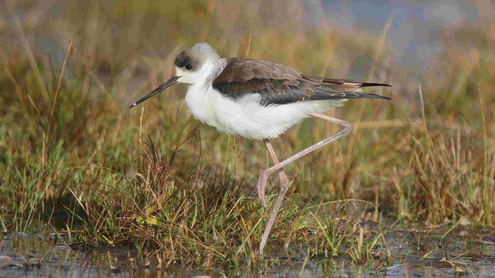 Black-winged Stilt