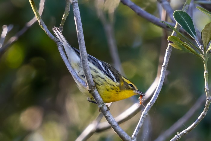 Blackburnian Warbler