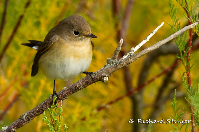 Red-breasted Flycatcher